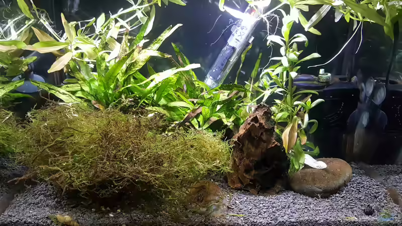 Juwel Rückwand wurde entfernt. Stand 26.10.21  von odin 68 (19)