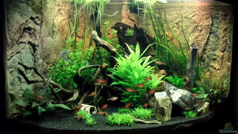 Juwel Trigon 190 von MG (1)