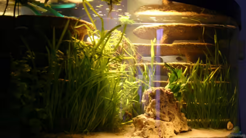 Juwel Trigon 350 Malawi mit Rückwand Eigenbau Juwel Trigon 350 Malawi mit Rückwand Eigenbau