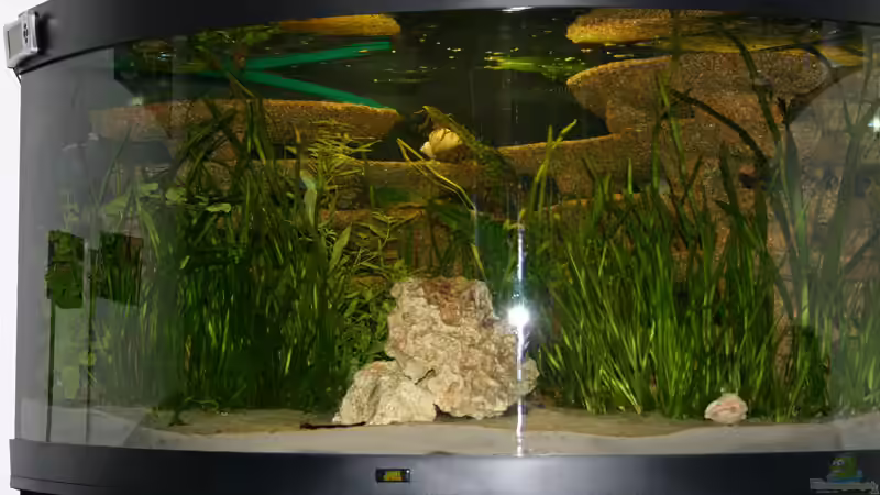 Juwel Trigon 350 Malawi mit Eigenbau-Rückwand Update von Christoph Müller (3)