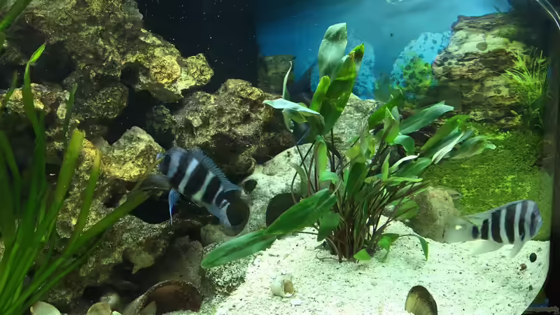 Juwel Trigon 350 von Stefan1971 (1)