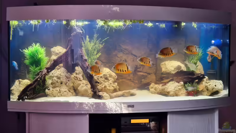 Juwel Vision 450 Südamerika  von DocMau (2)