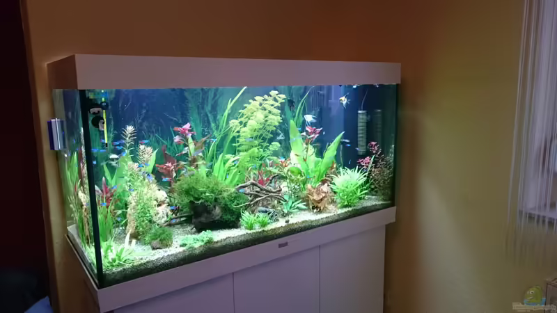 Juwelbecken Rio 300 von Pfaelzer (2)