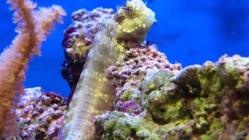 Aquarien mit Salarias fasciatus (Juwelen-Felshüpfer)