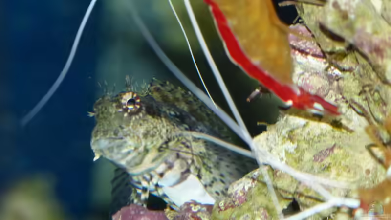 Juwel: Hersteller von Aquaristik-Produkten (Einrichtungsbeispiele für Juwel Aquarien)