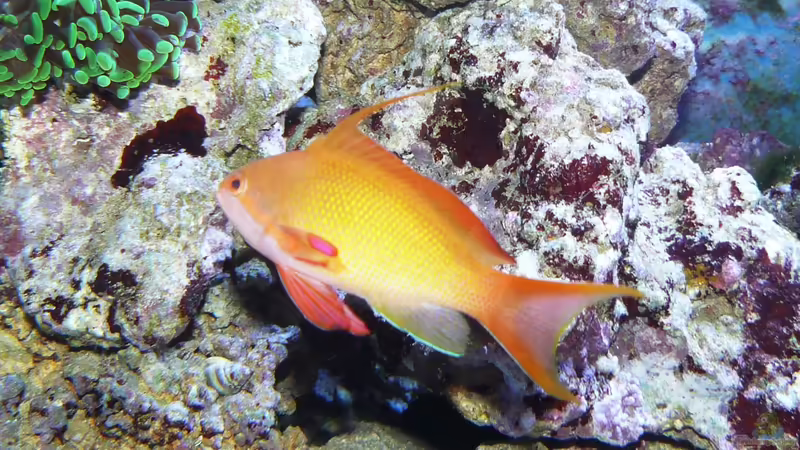 Aquarien mit Pseudanthias squamipinnis (Juwelen Fahnenbarsch)
