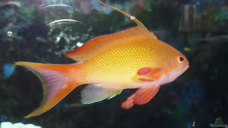 Aquarien mit Pseudanthias squamipinnis (Juwelen Fahnenbarsch)