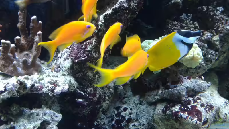 Aquarien mit Pseudanthias squamipinnis (Juwelen Fahnenbarsch)