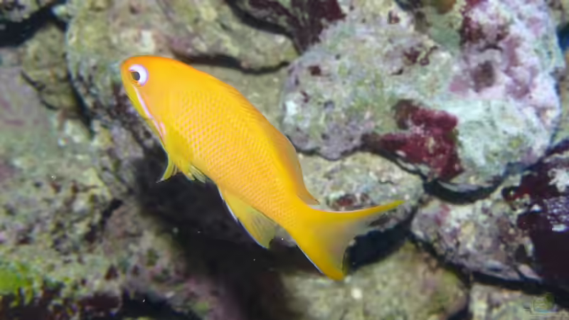 Juwelenfahnenbarsch Weibchen von Truthahnmann (89)