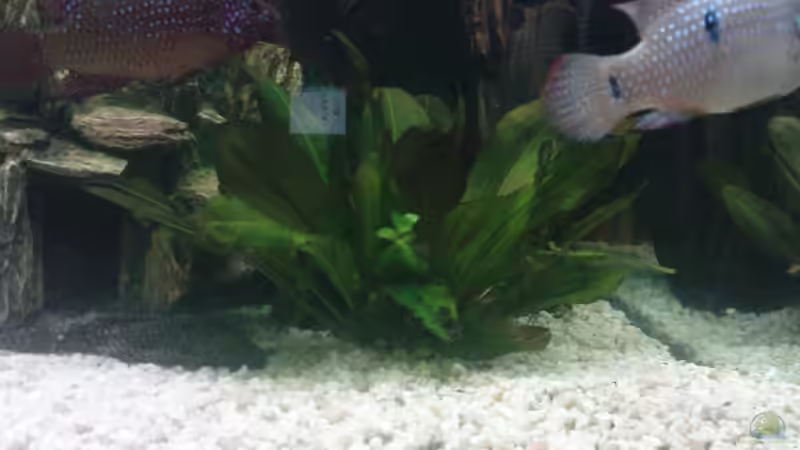 k.a von Stgt.WEST (11)