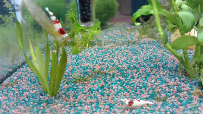 K10 + K6 von manala (31)