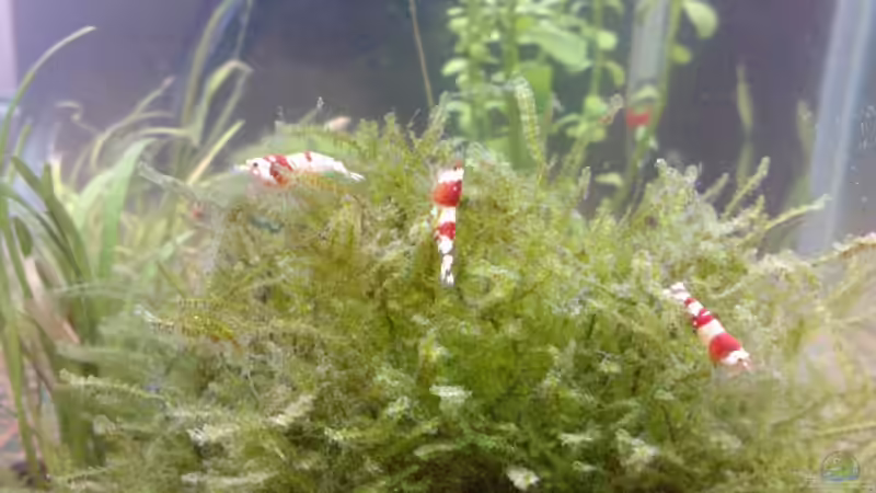 K10 + K8 + K6 von manala (34)