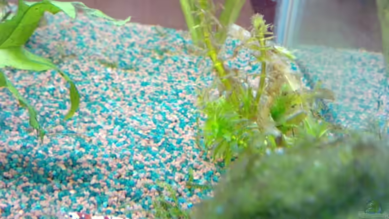 K10 & K6 von manala (25)