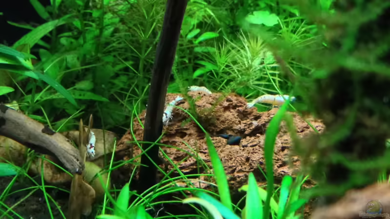 k14 beim erkunden von Walde (91)