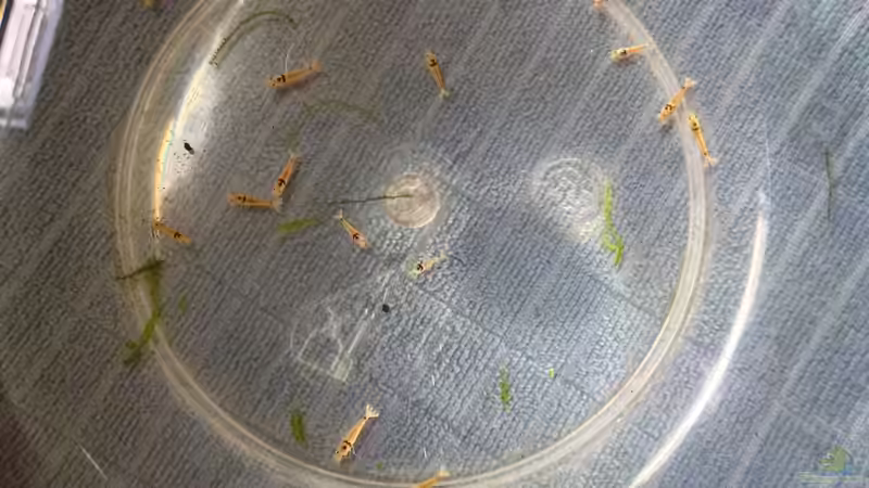 K14+Snow bein eingewöhnen von Walde (90)