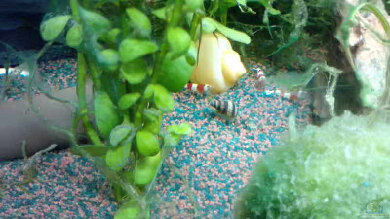 Clea helena im Aquarium halten (Einrichtungsbeispiele mit Raubturmdeckelschnecke)