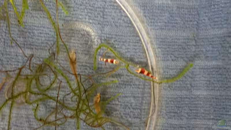 k8-k12 beim eingewöhnen von Walde (93)