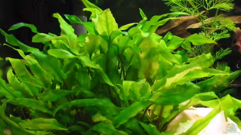 KA hab echt den Namen vergessen ( wenns jemand weiß bitte sagen ^^) von Trooper (3)