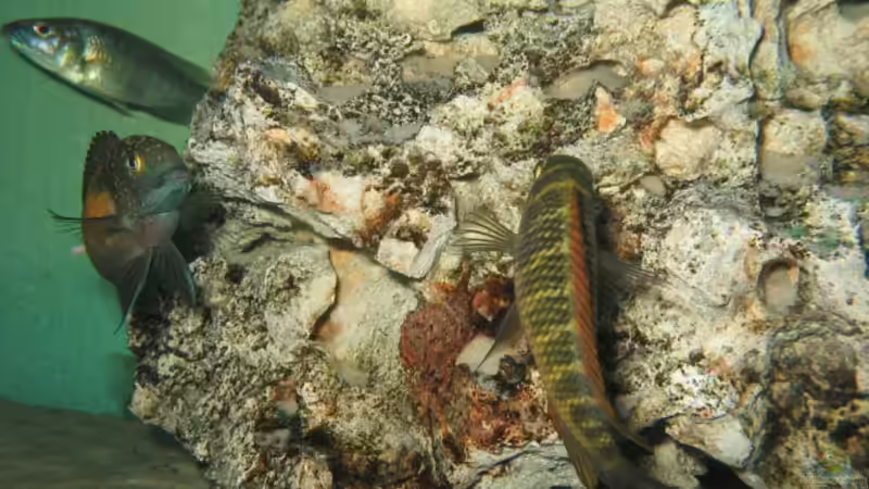 KACHESE- FRYERIE WEIBCHEN HINTERGRUND von Marvin Michel (16)