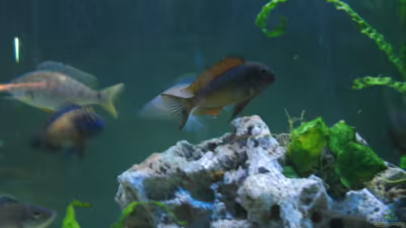 KACHESE RED von Marvin Michel (22)