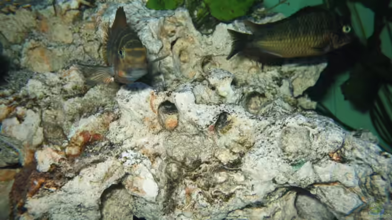 KACHESE UND MUPULUNGU  von Marvin Michel (23)