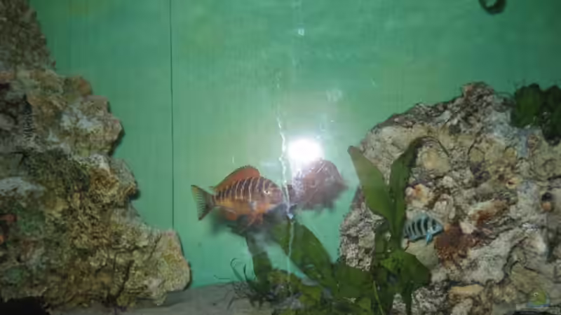 KACHSE IN SCHRECKF??RBUNG von Marvin Michel (25)