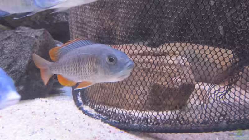 Kadango Mädel mit vollen Backen von Manfred Meyer (32)