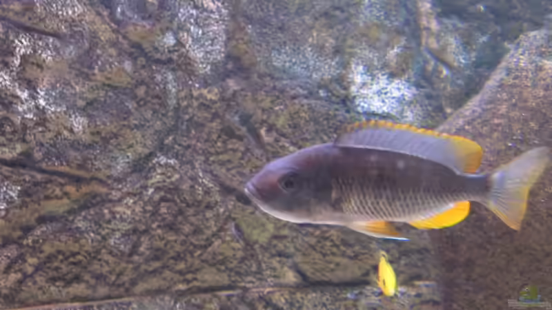 Kadango Mädel mit vollen Backen von Manfred Meyer (33)