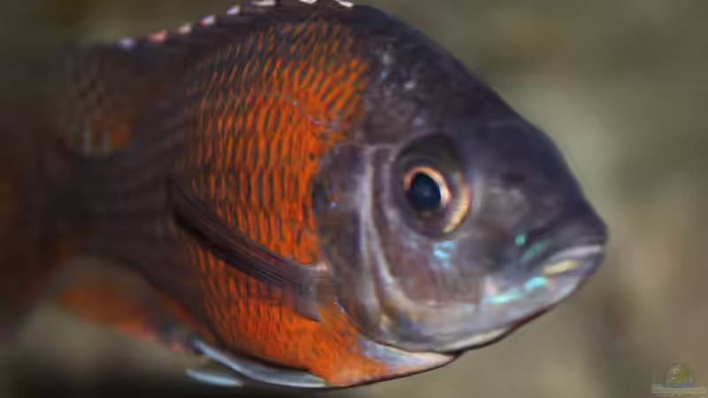 Kadango Mädel von Frank Hopp (84)