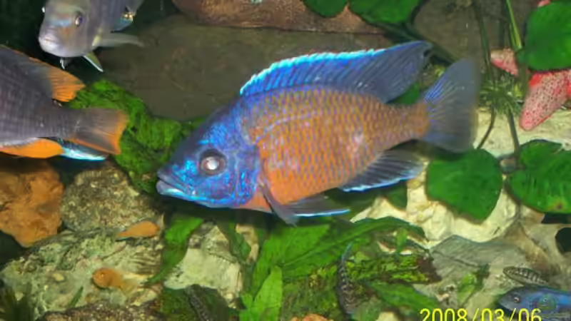 Kadango red bock von Stefan Buchwald (6)