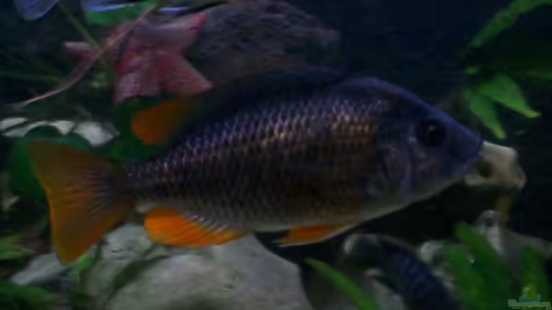 Kadango red w von Stefan Buchwald (4)