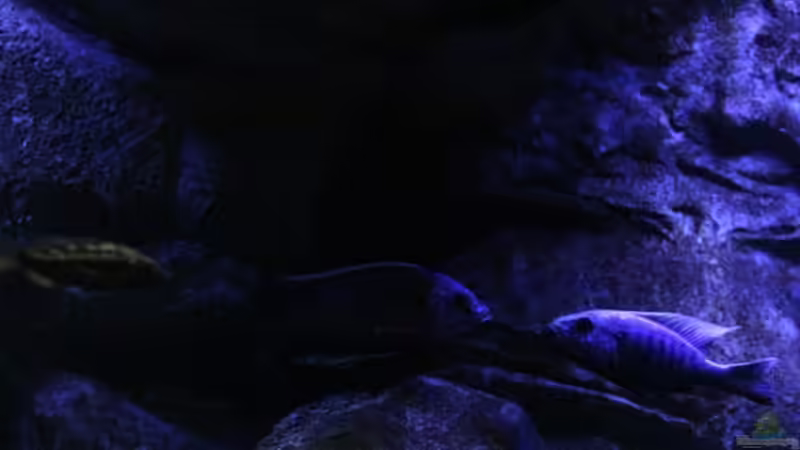 kadango u. fryeri beim Revierkampf von Michael Reiz (80)