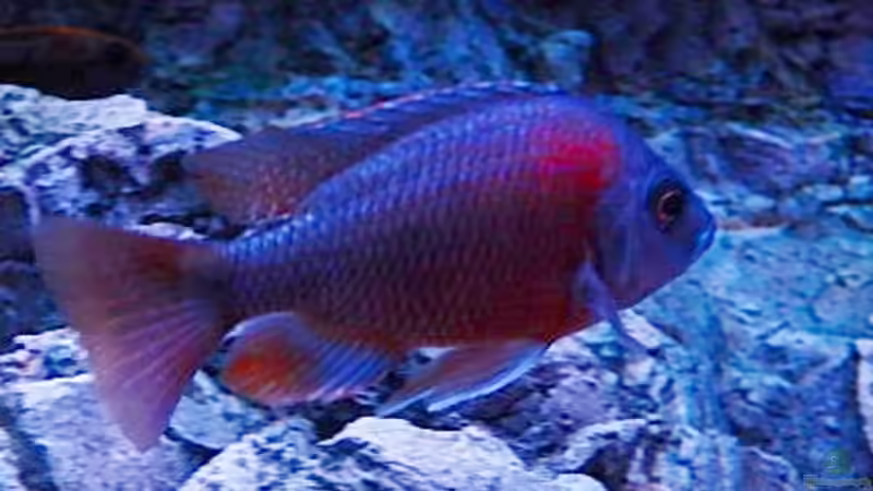 Kadango Weibchen von Frank Hopp (73)