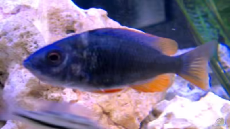 Kadango-Weibchen von Katja Wilhelm (8)