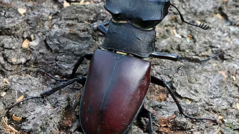 Käfer im Terrarium halten