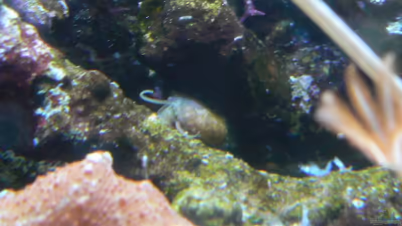 Käferschnecke von Putorius Furo (8)