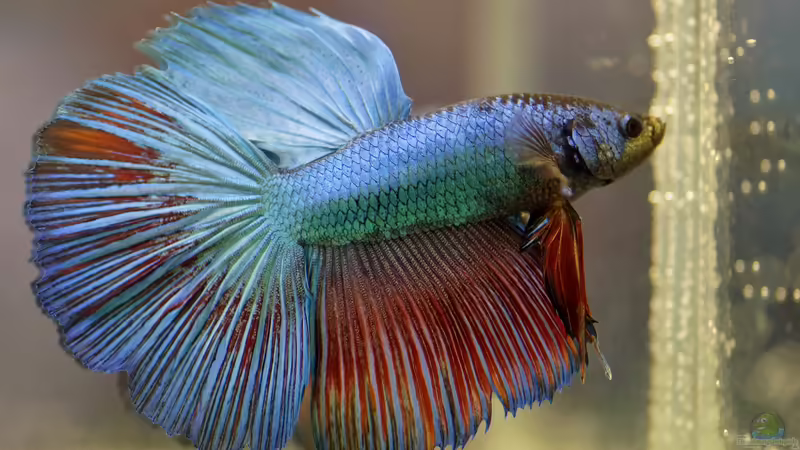 Kämpfende Fische - Eine Tradition oder Tierquälerei?