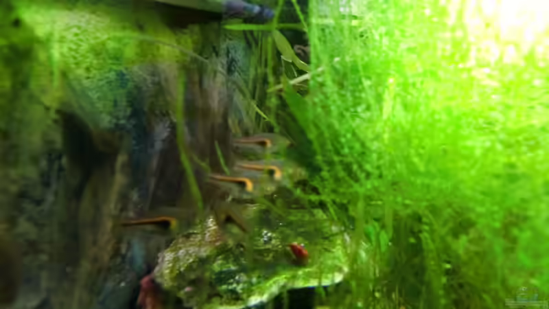 Kärpflinge von HOTU (58)