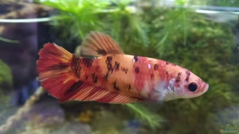 KaFi der Zuchtform Koi von aquariumwelt (12)