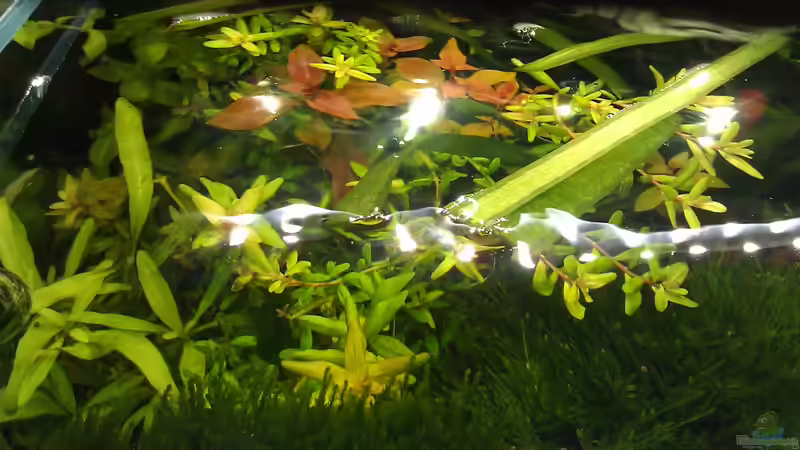 Kahmhaut im Aquarium: Darum solltest du sie unbedingt entfernen