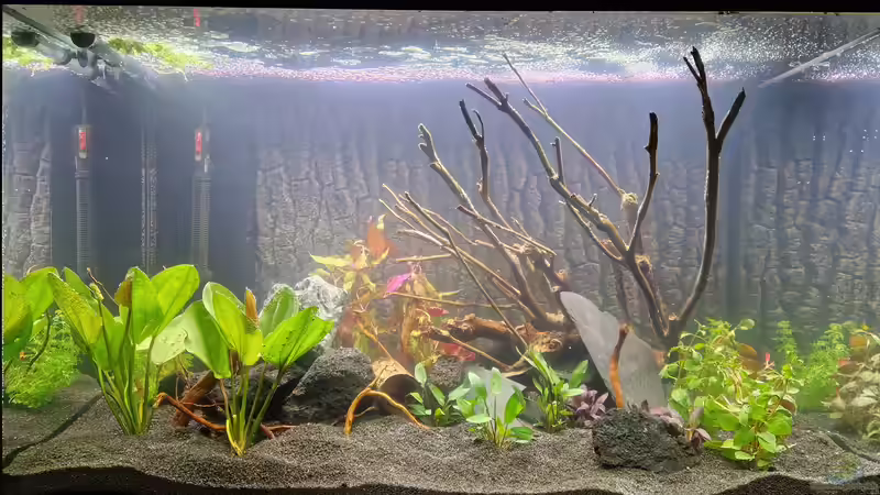 Kahmhaut im Aquarium: Darum solltest du sie unbedingt entfernen