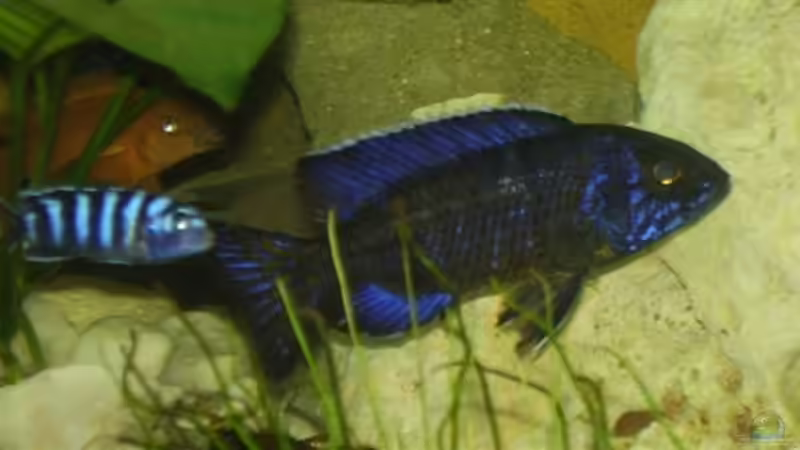 Kaiser Bock WF...Kenne seinen genauen Namen leider nicht. von Peters Laden (30)