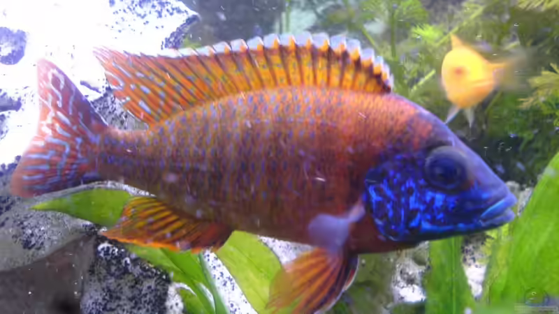 Kaiser M von Dennis Mair (11)