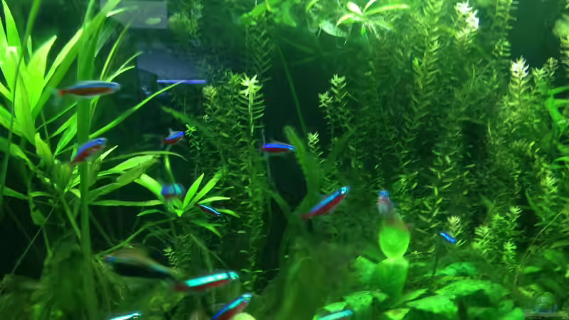 Kaiser Salmler und Rote Neon Salmler von schmitzkatze (8)