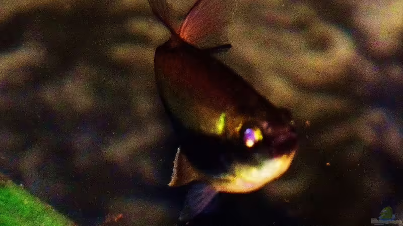 Kaiser-Tetra von René L. (22)