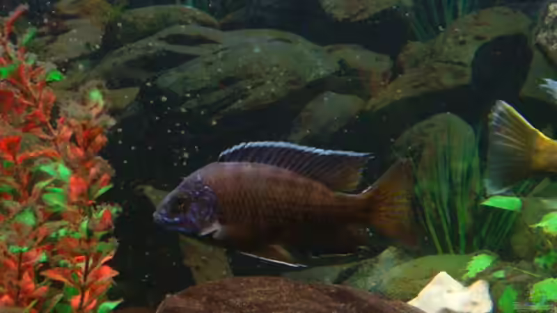 Kaiserbuntbarsch von Fabian S. (14)