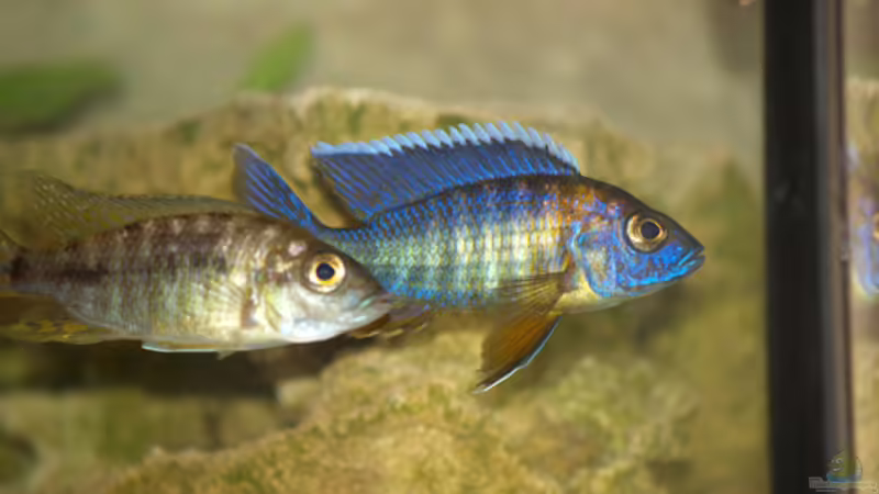 Aulonocara nyassae halten (Einrichtungsbeispiele für Kaiserbuntbarsche)