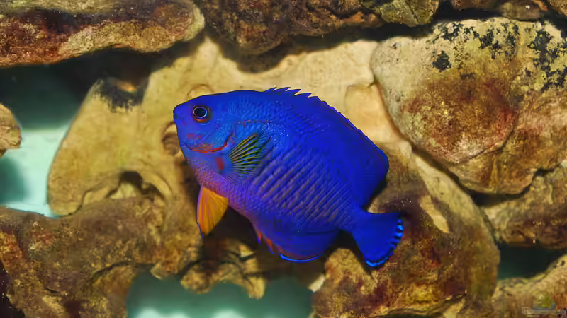 Kaiserfische - Majestätische Juwelen der Unterwasserwelt