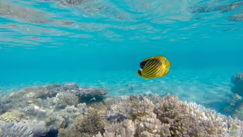 Kaiserfische - Majestätische Juwelen der Unterwasserwelt