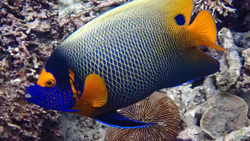 Kaiserfische - Majestätische Juwelen der Unterwasserwelt